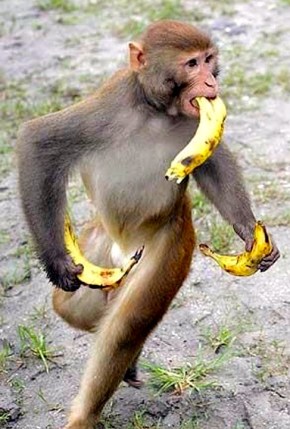 monkey_banana_crazy