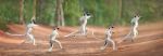 Jumping Lemurs In Madagascar