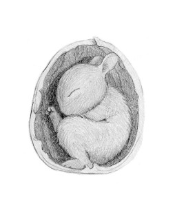 Study of Baby Bunny Sleeping, Pencil on Paper by Gina Matarazzo
