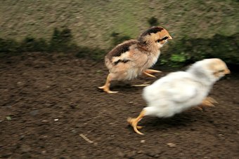 167241-stock-photo-white-animal-movement-brown-fear-running