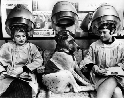 Dog Sitting Under Dryer in Beauty Salon
