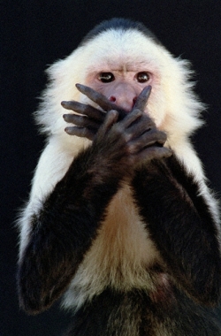 monkey-hand-over-mouth