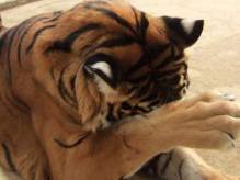 11931654_994165323937989_936873258_n