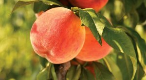 sandiegouniontribune.com