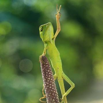 11755099_748961648563349_4327374547646756189_n