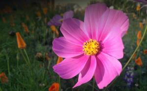 bodyseedles-wildflower-seed-bombs-front-yard