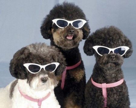 Sun_Glasses_For_Cool_Dogs