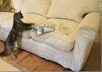 cat-cleaning