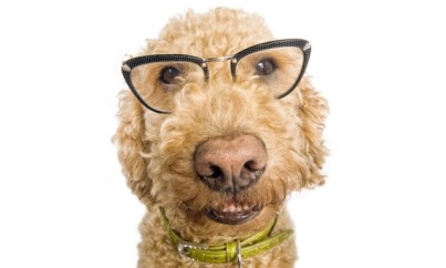 dog-wearing-glasses_shutterstock_59055754-640x385