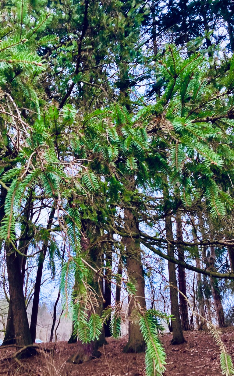 pining. | I didn't have my glasses on....